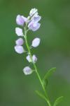 Polygala calcarea