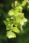 Buxus sempervirens