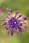 Muscari comosum