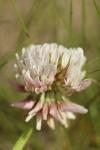 Trifolium repens