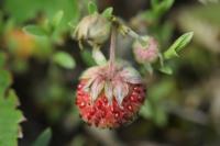 Fragaria viridis