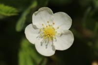 Fragaria viridis