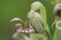 Orchis bouc