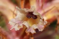 Orobanche amethystea