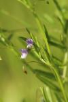 Ervum tetraspermum