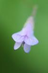 Ervum tetraspermum