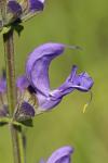 Salvia pratensis