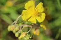 Helianthemum nummularium