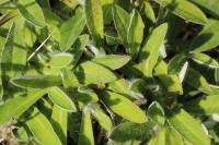 Pilosella officinarum