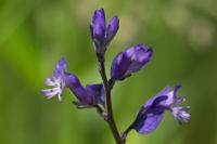 Polygala vulgaris