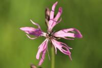 Lychnis flos-cuculi