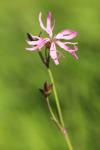Lychnis flos-cuculi