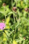 Centaurea nigra