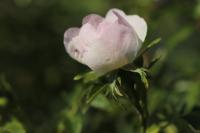 Rosa canina