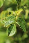 Rosa canina