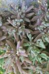 Sedum rubens