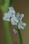 Ervilia hirsuta