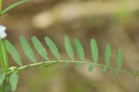 Ervilia hirsuta