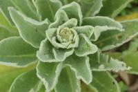 Verbascum thapsus