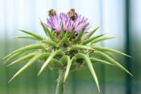 Silybum marianum