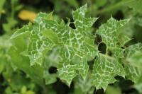Silybum marianum