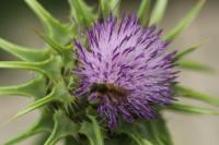 Silybum marianum