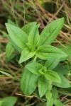 Saponaria officinalis