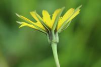Tragopogon pratensis