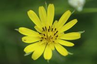 Tragopogon pratensis