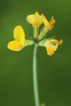 Lotus corniculatus