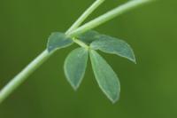 Lotus corniculatus