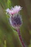 Erigeron acris