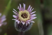 Erigeron acris