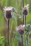 Erigeron acris
