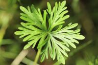 Geranium dissectum