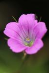 Geranium dissectum