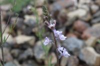 Linaria repens