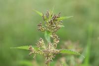 Urtica dioica