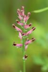 Fumaria officinalis