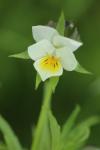 Viola arvensis