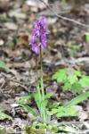 Orchis mascula