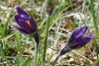Pulsatilla vulgaris