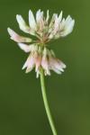 Trifolium repens