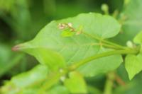 Fallopia convolvulus