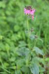Silene dioica