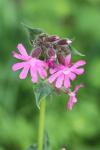 Silene dioica