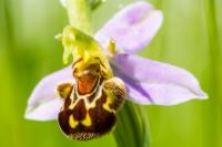 Ophrys apifera