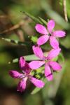 Dianthus armeria