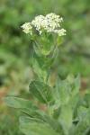 Lepidium draba