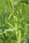 Potentilla recta